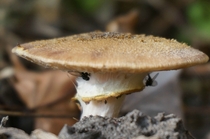 Mushrooms flies 