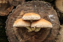 Mushrooms on a log 