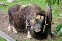 Musk Ox Ovibos moschatus at Jrvzoo Sweden 