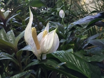 Mutant double-flowered peace lily growing in my universitys conservatory - Spathiphyllum spp 