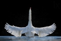 Mute Swan Cygnus olor 