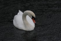 Mute Swan Cygnus olor Union Canal Edinburgh 