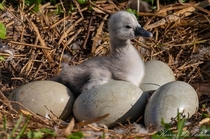Mute swan Hatching - waiting on siblings to hatch Central FL