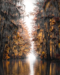 My absolute favorite place in TexasCaddo Lake  x
