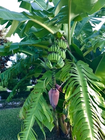 My banana tree finally grew some bananas 