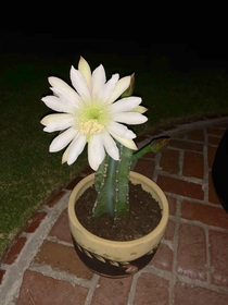 My cactus cutting bloomed a night flower at midnight