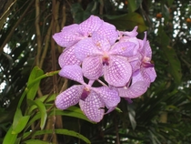 My dads orchid in Puerto Rico