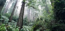 My daughter took this while lost in the woods this week in the Redwoods  Photographer D Barksdale