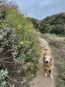 My dog Lili and the Brittlebush along the trail this morning 