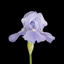 My favorite the Bearded Iris 