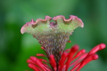 My Firespike Odontonema strictum Has put out a very strange but beautiful flower x original content