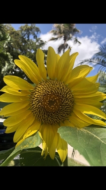 My first SunflowerSouth FL