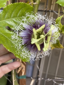 My Fredericks Passion flower plant Passiflora edulis Frederick blooming this week   Passion flowers are my favorite flower I like this variety because of the purple