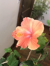 My hibiscus finally bloomed