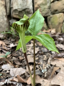 My Jack in the Pulpit showing it off