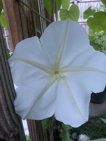 My lady Moonflower finally made her appearance Smells like heaven