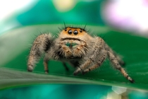 My lovely Pet Jumping Spider Peggy 