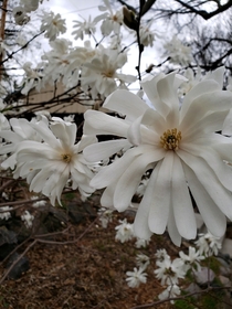 My Moms magnificent magnolias