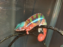 My new chameleon just after a shed 