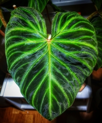 My Philodendron verrucosum shiny