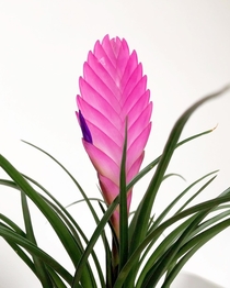 My pink quill and her little bloom