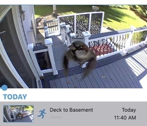 My security camera caught this sparrow