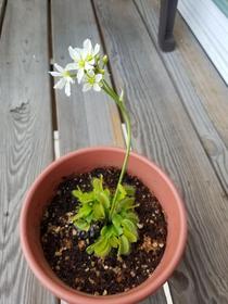 My venus flytrap is flowering