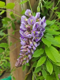 My wisteria is bloomingand the smell is intoxicating