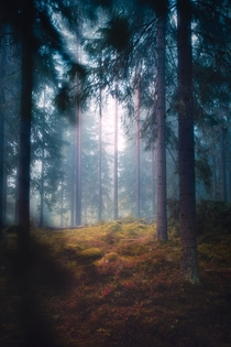 Mysterious glade in a hazy forest Central Finland 