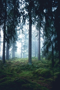 Mysterious vibes in the foggy woods  Central Finland