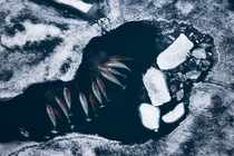 Narwhals in sea ice shot from an ultralight plane on floats in the Arctic Bay of Baffin Island By Paul Nicklen 