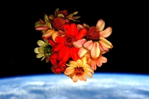 NASA astronaut Scott Kelly harvested his space grown Zinnias on Valentines Day Feb   aboard the International Space Station Credit NASA Scott Kelly