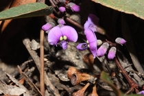 Native pea flowers growing after a fire in Girraween National Park Queensland 