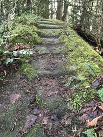 Natures steps - Bellingham Washington 