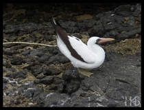 Nazca booby - Galapagos Islands 