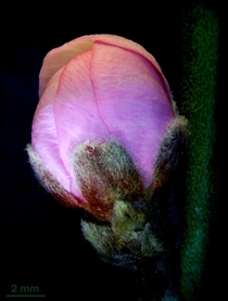 Nectarine Flower Bud
