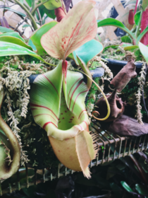 Nepenthes Veitchii From California Carnivores