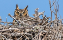 Nesting great horned owl Bubo virginianus at Fort De Soto Park in Florida 