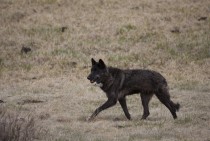 Never Cry Wolf in Yellowstone Canis lupus