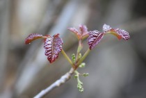 New leaves - poison oak Toxicodendron diversilobum 