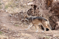 New Mexico gray wolf 
