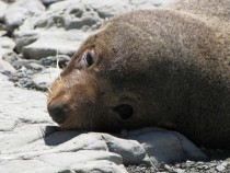 New Zealand Fur Seal Arctocephalus forsteri 
