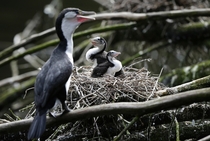New Zealands Ambitious Plan To Save Birds Kill Every Rat -- In this March   photo two shag chicks sit on a nest with their mother at Zealandia in Wellington New Zealand Photo credit Mark Baker  AP Photo 