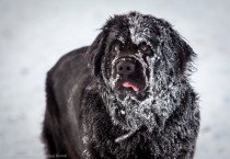 Newfoundland Dog in the Snow Canis lupus familiaris 