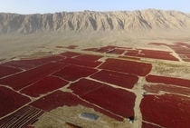 Newly harvested red chili is spread out to dry in the sun in Bayingolin Mongol Autonomous Prefecture Xinjiang Uighur Autonomous Region China 