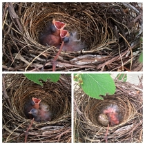 Newly hatched Northern Cardinal chicks 