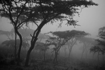Ngorongoro Crater Tanzania 