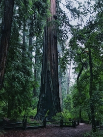 Nice rainy day walk in Big Basin Redwoods State Park CA 