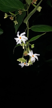 Night-flowering jasmine Scientific Name Nyctanthes arbor-tristis Family Oleaceae OC 