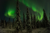 Night in the magical boreal forests around Fairbanks Alaska  Aurora Borealis 